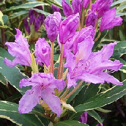 Rhododendron pontique 'Variegatum'