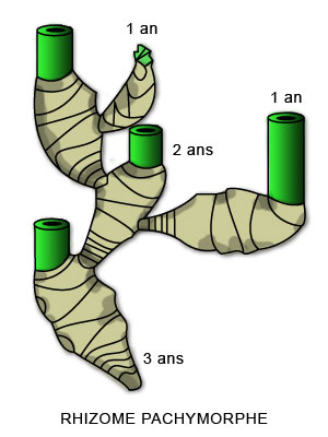 Schema systeme racinaire cespiteux