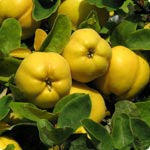 Quince tree - Cydonia Oblonga