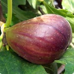 Fig tree - Ficus Carica