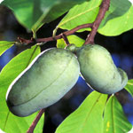 Exotic Fruit Trees