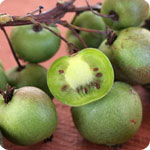 Climbing Fruit Trees