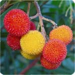 Edible Wild fruits