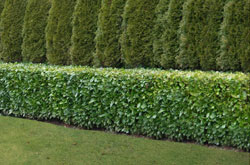 Screening Hedge