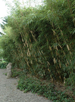 Bamboos hedge