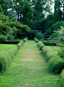 Border Hedge