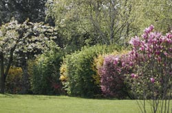 Flowering Hedge