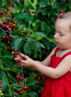 fruit hedge