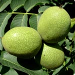 Common Walnut - Juglans Regia