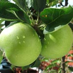 Apple trees - Malus Pumila