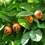 Common Medlar - Mespilus Germanica