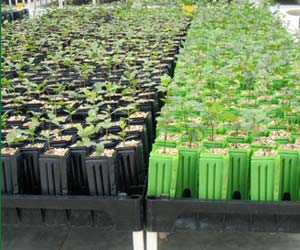 Plantas truferas INRA : Guía práctica - Comprar OnLine