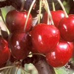 Cerisiers - Prunus Cerasus