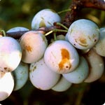 Plum trees - Prunus Domestica