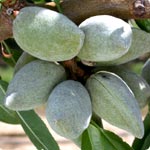 Almendro - Prunus Dulcis