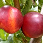 Nectarine trees - Prunus Persica