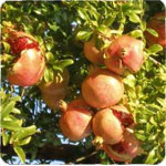 Grenadier  fruits - Punica granatum