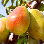 Pear trees - Pyrus Communis