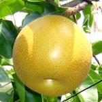 Nashi - Pyrus Pyrifolia