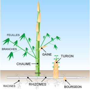 Schema pousse Bambou traant