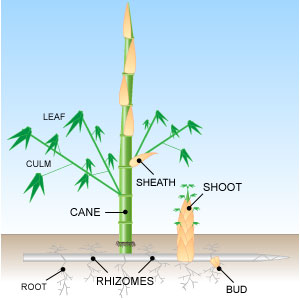 Running Bamboo
