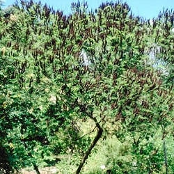 Amorpha fruticosa en fleurs