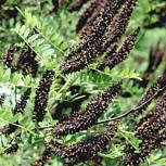 Amorpha fruticosa: D�tails des fleurs