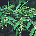 Amorpha fruticosa: D�tails du feuillage