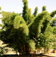 Bambusa vulgaris Vittata - bambou tropical d'interieur