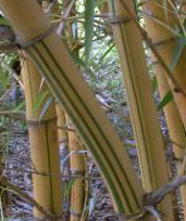 Bambusa vulgaris Vittata - bambou tropical d'interieur