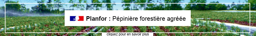 Planfor : P�pini�re foresti�re agr��e