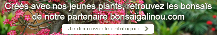 Crs avec nos jeunes plants, retrouvez les bonsas de notre partenaire bonsaigalinou.com