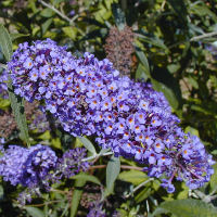 Arbusto de los mariposas - Budelia - Buddleia davidii - Buddleia variabilis Adonis blue Adokeep