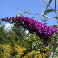Arbusto de los mariposas - Budelia - Buddleia davidii - Buddleia variabilis Mauve