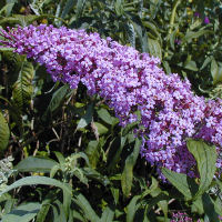 Arbusto de los mariposas - Budelia - Buddleia davidii - Buddleia variabilis Pink Delight
