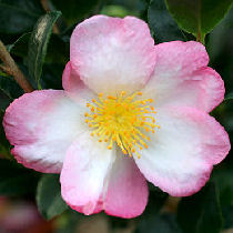 Camlia d'automne, camellia sasanqua, Versicolor