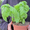 Albahaca