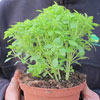 Albahaca