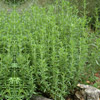 Tarragon