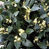 Bay Laurel