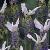 Lavender, Bicolor 'Madrid Blue'