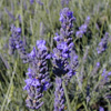 Lavender 'Grosso'