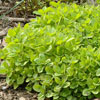 Knotted marjoram