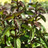 Peppermint Bergamota