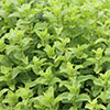 Moroccan Mint