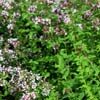 Oregano 'Compactum'