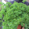 Parsley