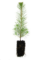 Plant en motte
