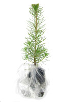 Plant dans son tui fracheur
