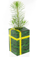 Prsentation finale dans coffret cadeau
